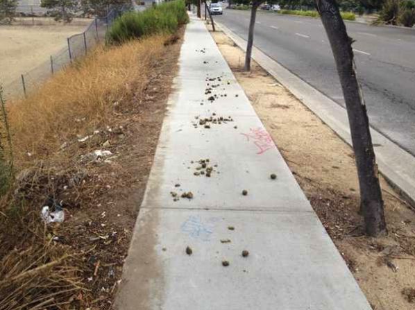 Sidewalk Horse Poop