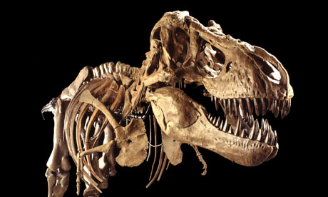 T rex bones